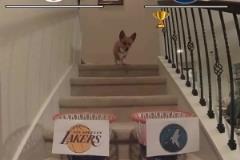 對(duì)一場(chǎng)了！此前某狗預(yù)測(cè)湖人讓1追4